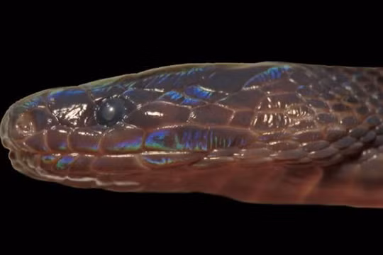 Các nhà khoa học đã phát hiện loại rắn mới ở Hà Giang (ảnh: Smithsonian)