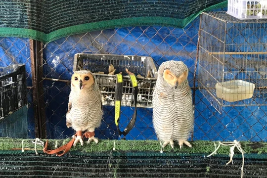 Các cá thể chim hoang dã được giải cứu tại Tây Ninh ngày 6/4 vừa qua