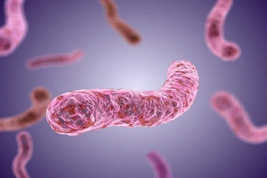 Vi khuẩn tụ cầu