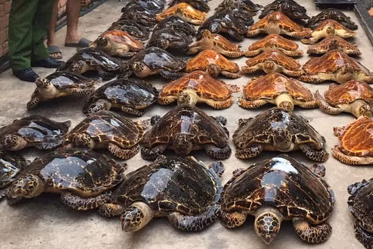 Các tiêu bản rùa biển bị buôn lậu bất hợp pháp được phát hiện tại Tây Ninh