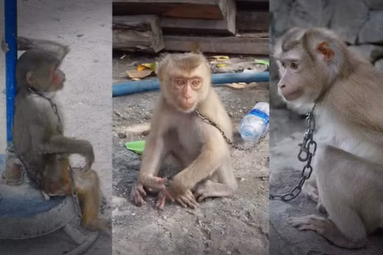 Khỉ đang bị săn bắt, buôn bán và nuôi nhốt tràn lan