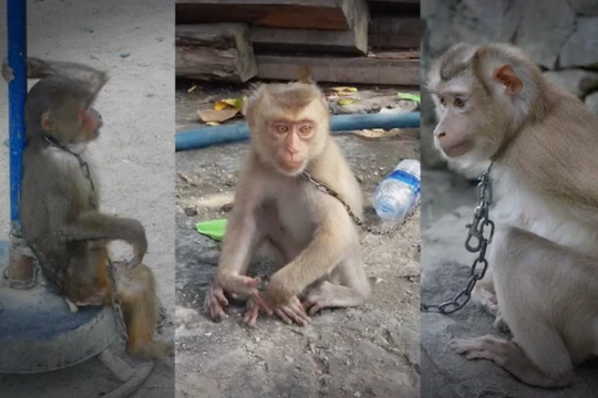 Khỉ đang bị săn bắt, buôn bán và nuôi nhốt tràn lan
