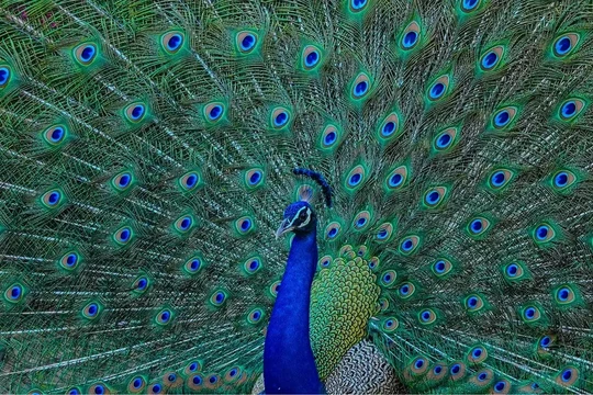 Ảnh minh họa: Getty 