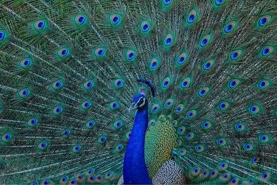 Ảnh minh họa: Getty 