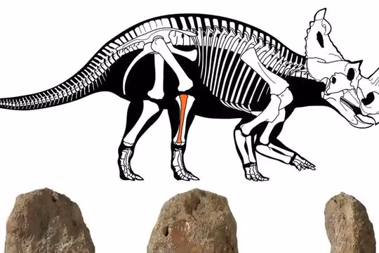 Loài khủng long ăn cỏ này sống cách chúng ta khoảng 76 triệu năm