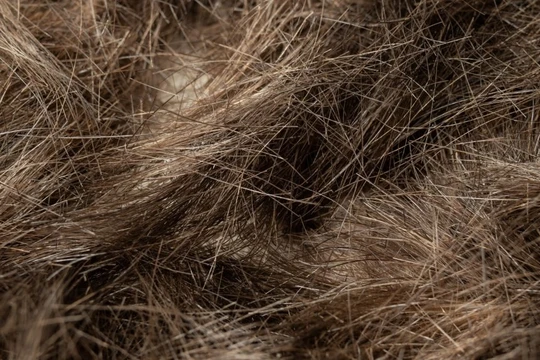 Tóc người có thể là chìa khóa giải quyết tai nạn dầu loang trên biển