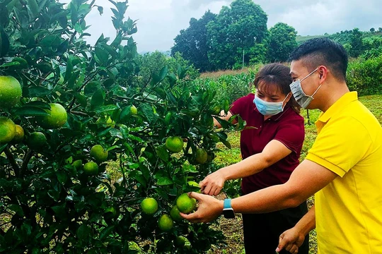 Bưu điện tỉnh Hòa Bình đồng hành cùng các hộ sản xuất nông nghiệp tiêu thụ cam Cao Phong (ảnh: VNPost)