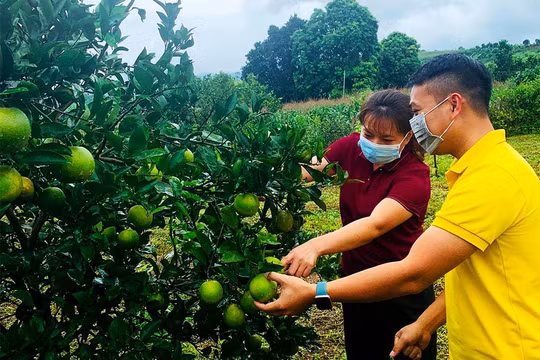 Bưu điện tỉnh Hòa Bình đồng hành cùng các hộ sản xuất nông nghiệp tiêu thụ cam Cao Phong (ảnh: VNPost)