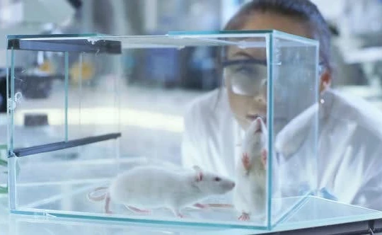 Chuột là loài vật thường được sử dụng trong các thí nghiệm y tế (ảnh Internet)