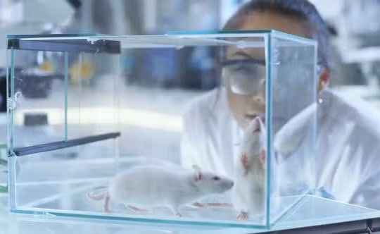 Chuột là loài vật thường được sử dụng trong các thí nghiệm y tế (ảnh Internet)
