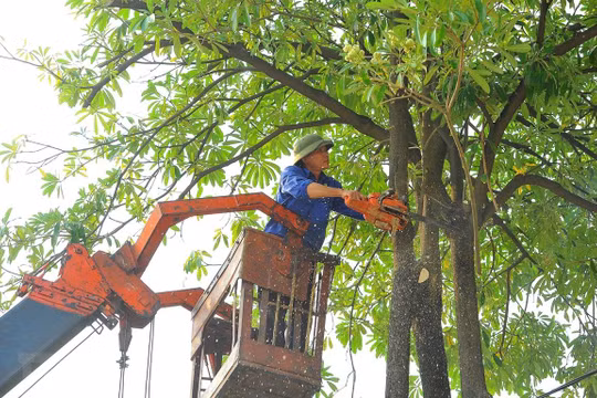 Cắt tỉa cây xanh bằng xe nâng tại Hà Nội