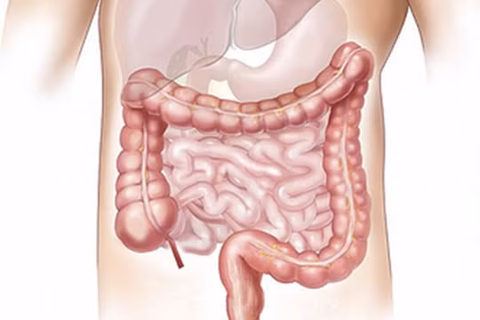 Đại tràng. Ảnh: Boldsky