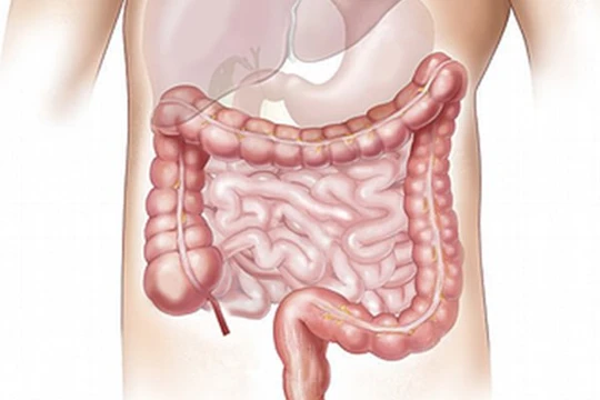 Đại tràng. Ảnh: Boldsky