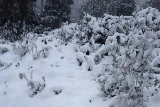 Tuyết rơi phủ trắng tại Kỳ Sơn - Nghệ An (ảnh: Nguyễn Duy)