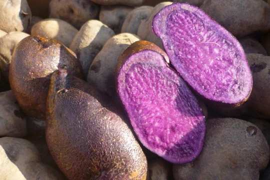 Khoai tây tím 