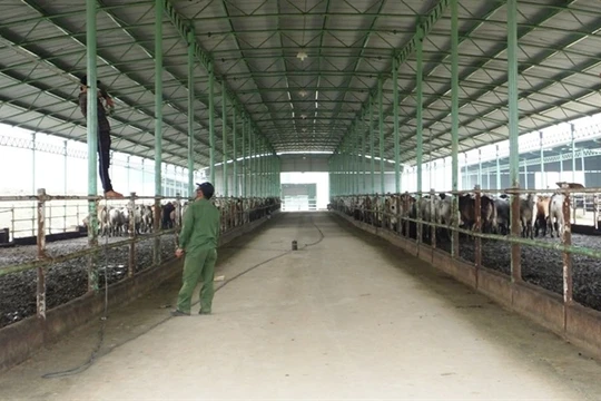 Đó là dự án nuôi bò giống, bò thịt tại Hà Tĩnh là một trong những dự án nông nghiệp có quy mô lớn nhất miền Bắc. (Ảnh: Internet)