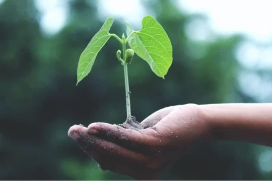 Ảnh; TRG International