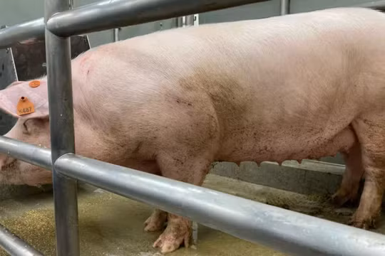 PorMedTec sẽ phát triển các hệ thống giúp đảm bảo vệ sinh cho đàn lợn được nuôi vì mục đích y tế.