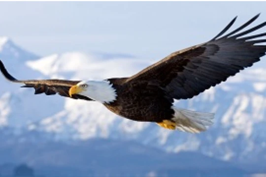 Ảnh: TRG International