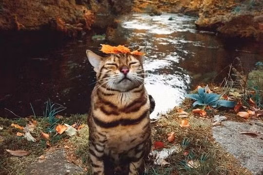 Những chú mèo biểu cảm.