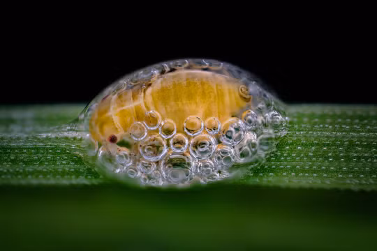 Đố bạn biết đây là vật gì?