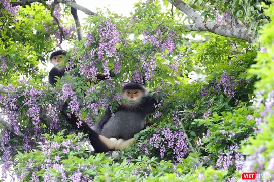 Rừng Sơn Trà đẹp "lặng người" khi vào mùa hoa thàn mát