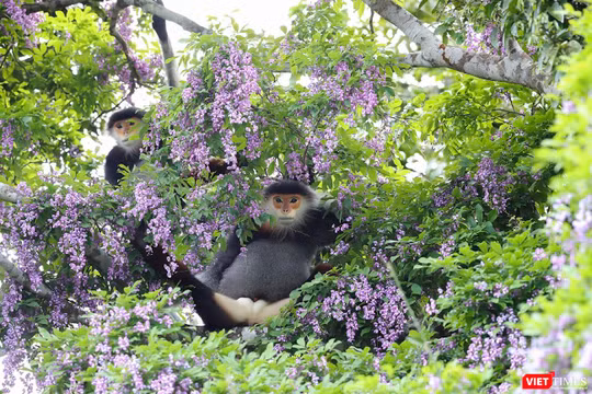 Rừng Sơn Trà đẹp "lặng người" khi vào mùa hoa thàn mát