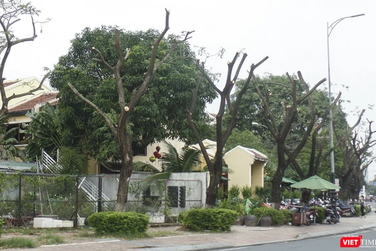 Cây xanh trên vỉa hè tuyến đường Bạch Đằng (quận Hải Châu), đoạn trước nhà hàng Madam Lan bị cắt tỉa trơ thân
