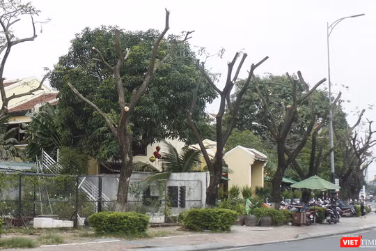 Cây xanh trên vỉa hè tuyến đường Bạch Đằng (quận Hải Châu), đoạn trước nhà hàng Madam Lan bị cắt tỉa trơ thân
