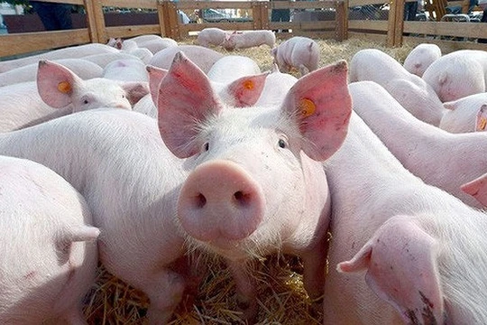 Đã phát hiện lợn nhiễm virus tả lợn châu Phi tại huyện Hòa Vang, TP Đà Nẵng
