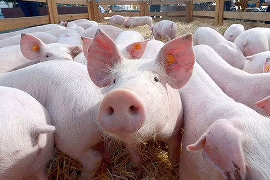 Đã phát hiện lợn nhiễm virus tả lợn châu Phi tại huyện Hòa Vang, TP Đà Nẵng