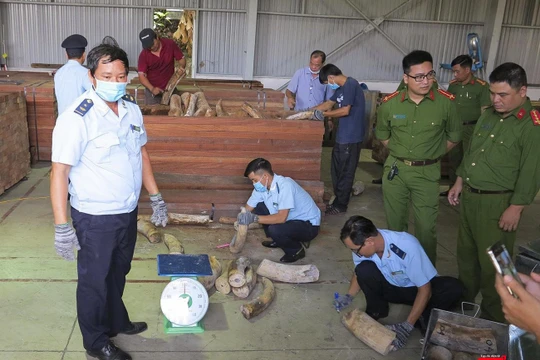 Cơ quan chức năng kiểm đếm lô hàng ngà voi nhậu lậu tại cảng Đà Nẵng