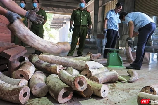 Cơ quan chức năng đâng kiểm kê số lượng lô ngà voi nhập trái phép vào cảng Đà Nẵng