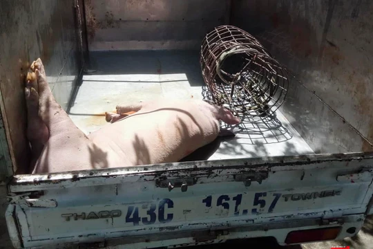 Cá thể lợn chết bệnh suýt thành món lợn quay nằm trên bàn nhậu của thực khách được lực lượng chức năng kịp thời phát hiện