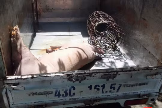 Cá thể lợn chết bệnh suýt thành món lợn quay nằm trên bàn nhậu của thực khách được lực lượng chức năng kịp thời phát hiện