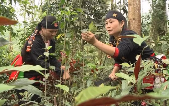 Cây dược liệu ở Việt Nam là một kho tàng vô giá để tạo ra các sản phẩm thuốc chữa bệnh, thực phẩm thực dưỡng, đồ uống, hoá mỹ phẩm…