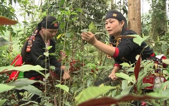 Cây dược liệu ở Việt Nam là một kho tàng vô giá để tạo ra các sản phẩm thuốc chữa bệnh, thực phẩm thực dưỡng, đồ uống, hoá mỹ phẩm…