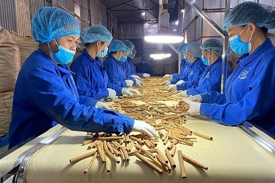 Sắp vinh danh "Vì sự phát triển dược liệu Việt"