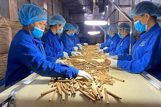 Sắp vinh danh "Vì sự phát triển dược liệu Việt"