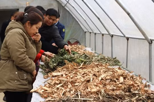 Nhà phơi, sấy khô dược liệu của HTX cộng đồng Nặm Đăm, xã Quản Bạ (Hà Giang).