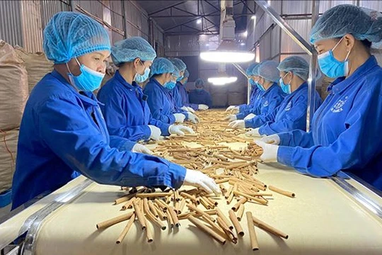 Các loài cây dược liệu ở Việt Nam đa dạng và phong phú, tiềm năng mang lại nguồn lợi lớn.