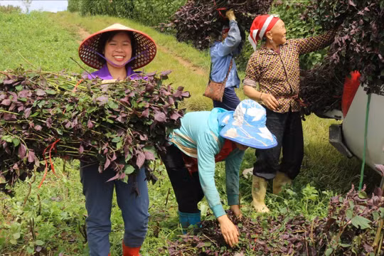 Các vùng sản xuất dược liệu tập trung được mở rộng góp phần ổn định kinh tế, đồng thời bảo vệ nguồn dược liệu tại địa phương. Ảnh: Ban Tuyên giáo tỉnh Bạc Liêu.