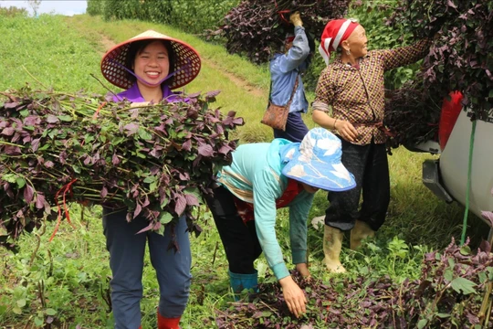 Các vùng sản xuất dược liệu tập trung được mở rộng góp phần ổn định kinh tế, đồng thời bảo vệ nguồn dược liệu tại địa phương. Ảnh: Ban Tuyên giáo tỉnh Bạc Liêu.