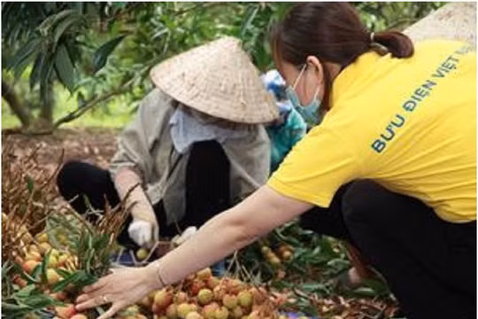 Nhân viên bưu điên giúp người dân tiêu thụ vải thiều. Ảnh Vietnam Post