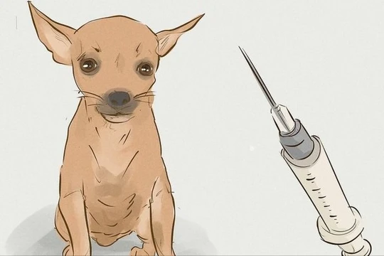 Số người tử vong do bệnh dại tăng cao