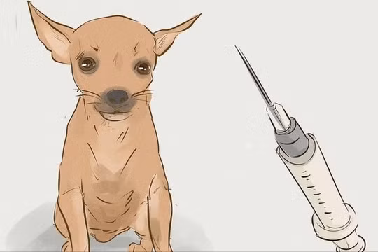 Số người tử vong do bệnh dại tăng cao