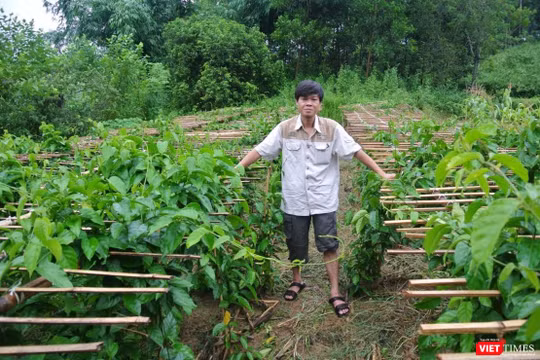 Nhà khoa học Trần Văn Ơn dồn tâm huyết nghiên cứu cây thìa canh trong nhiều năm liền 