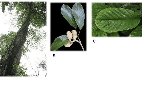 Chế phẩm xua đuổi và phòng trừ côn trùng theo sáng chế được điều chế từ tinh dầu thảo dược có sẵn ở Việt Nam