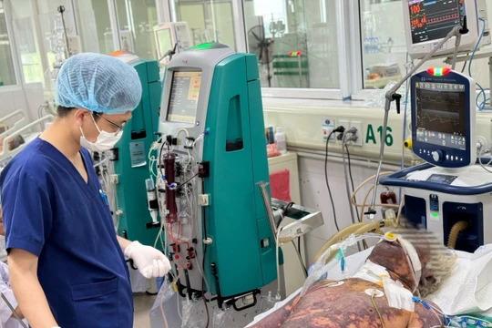 Nguy kịch vì mắc liên cầu lợn sau khi mổ lợn