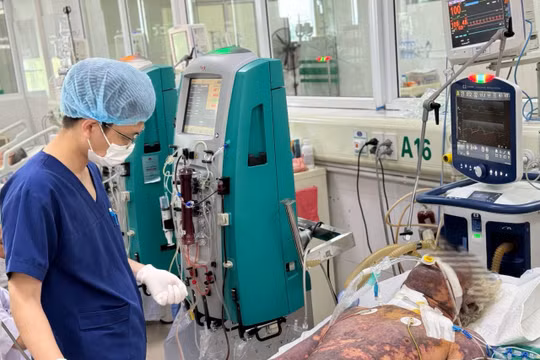 Nguy kịch vì mắc liên cầu lợn sau khi mổ lợn